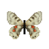 Butterfly-dead-cardinalapollofemale.png