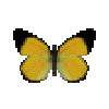 File:Butterfly-dead-goldenjezebelmale.png