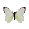 Butterfly-dead-tropicalwhitedryseasonfemale.png