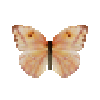 File:Butterfly-dead-largeorangesulphurfemale.png
