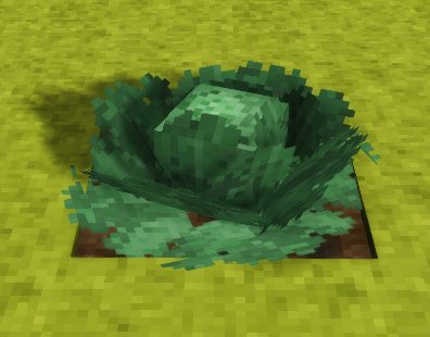 File:Cabbage-fully-grown-crop.png