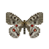 Butterfly-dead-mountainapollofemale.png