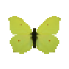 File:Butterfly-dead-commonbrimstonemale.png