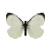 File:Butterfly-dead-largewhitemale.png