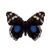 Butterfly-dead-darkbluepansy.png