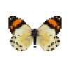 File:Butterfly-dead-eroessachiliensisfemale.png