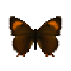 Butterfly-dead-brownhairstreakfemale.png