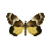 File:Butterfly-dead-macrocosmamoth.png