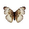 Butterfly-dead-bloodredgliderpalefemale.png