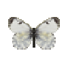 File:Butterfly-dead-orangetipfemale.png