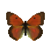 File:Butterfly-dead-dawncloudedbutterflymale.png