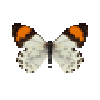 Butterfly-dead-eroessachiliensismale.png