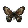 Butterfly-dead-commongreenbirdwingfemale.png