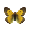 Butterfly-dead-africancloudedyellowmale.png