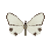 File:Butterfly-dead-thalainachionoptila.png