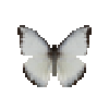 File:Butterfly-dead-chocolatealbatrosswetseasonmale.png