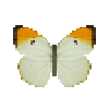 Butterfly-dead-orangetippedanglesulfur.png
