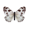 File:Butterfly-dead-checkeredwhitefemale.png
