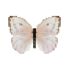 File:Butterfly-dead-largeorangesulphurwhitefemale.png