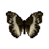 Butterfly-dead-commonwhitegliderfemale.png