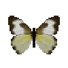 File:Butterfly-dead-tropicalwhitewetseasonfemale.png