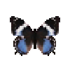 Butterfly-dead-westernbluecharaxesfemale.png