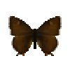 File:Butterfly-dead-brownhairstreakmale.png