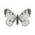 Butterfly-dead-cloudedapollofemale.png