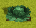 Cabbage-fully-grown-crop.png