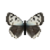 Butterfly-dead-smallcopperabschmidtiifemale.png