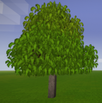 Обычное дерево манго