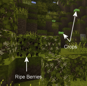 Black currant and wild crops.png