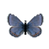 Butterfly-dead-acmonbluemale.png
