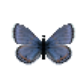 Butterfly-dead-acmonbluemale.png