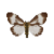 Butterfly-dead-nyctemerakinabaluensis.png