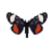Butterfly-dead-grapevineepimenis.png