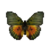 Butterfly-dead-edwardsforestermale.png
