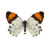 Butterfly-dead-eroessachiliensismale.png