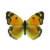 Butterfly-dead-dawncloudedbutterflyyellowfemale.png