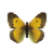 Butterfly-dead-africancloudedyellowmale.png