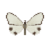 Butterfly-dead-thalainachionoptila.png