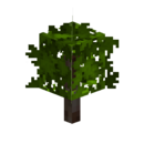 Plantule de chêne