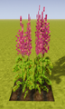 Amaranth-fully-grown-crop.png