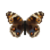 Butterfly-dead-bluepansyfemale.png