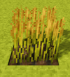 Rice-fully-grown-crop.png