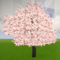 Cherry-Flowering.PNG