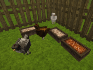 Chicken-with-trough.png