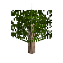 Bald cypress sapling