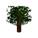 Redwood sapling