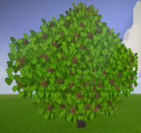 Грушевое дерево со спелыми фруктами